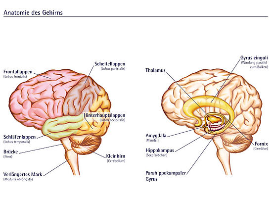 Illustration der Anatomie des menschlichen Gehirns