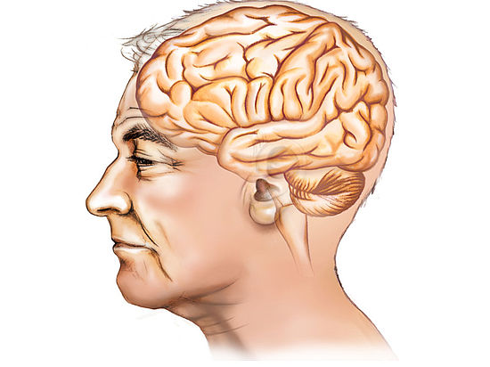 Medizinische Illustration eines Kopfes mit Gehirn