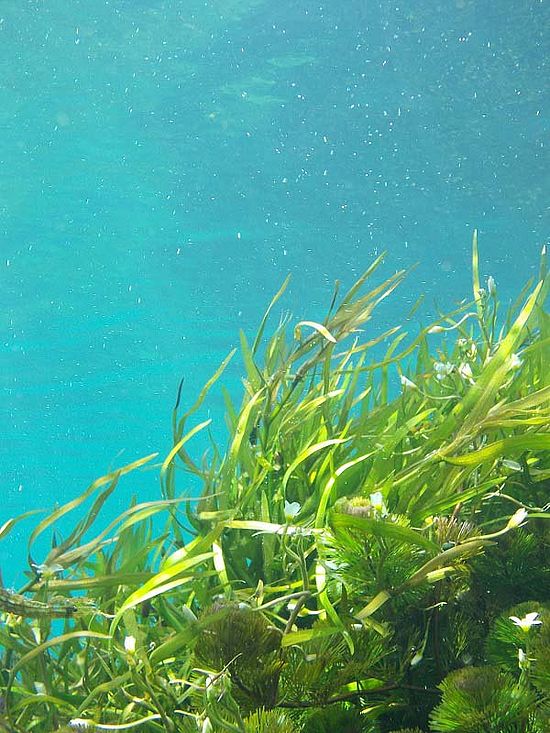 Unterwasserbild mit Algen 