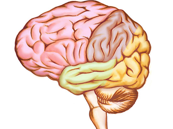 Illustration eines menschlichen anatomischen Gehirns