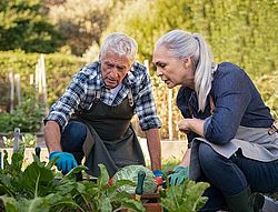 Älteres Paar arbeitet gemeinsam im Gemüsegarten draußen
