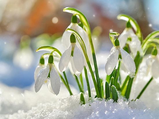 Schneeglöckchen im Sonnenschein