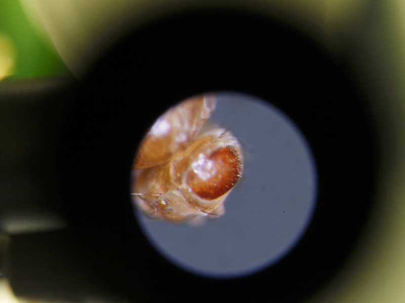 Blick durch ein Mikroskop, das den Kopf einer Fruchtfliege vergrößert